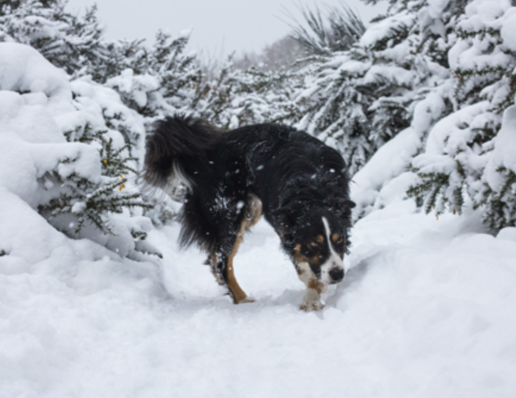 Cane nella neve