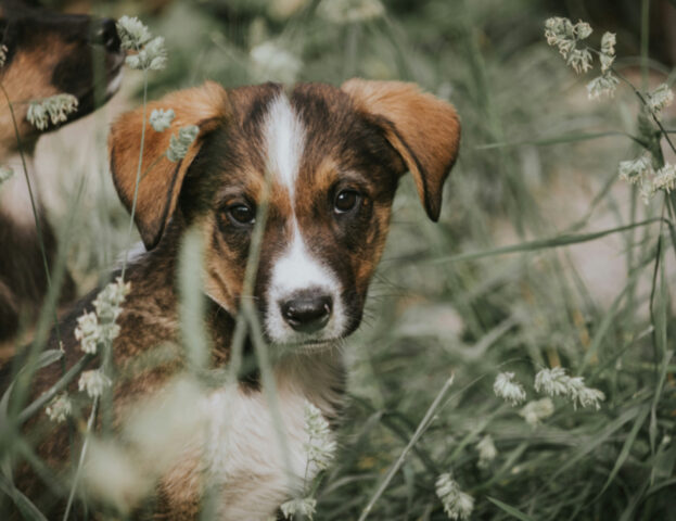 Cosa significa sognare un cane che sanguina?