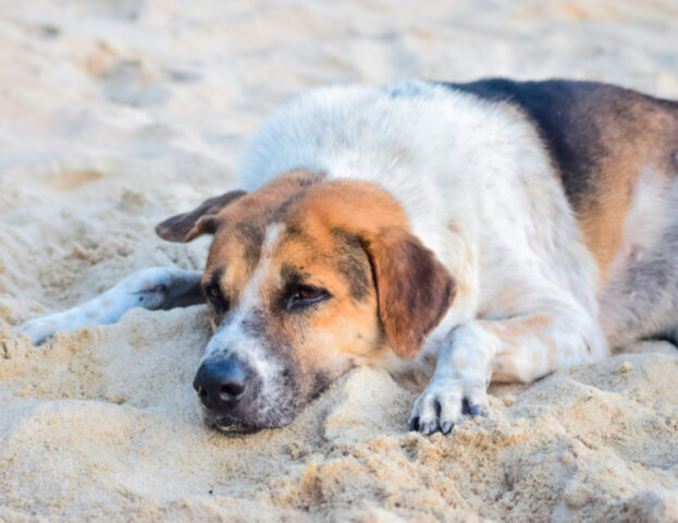 Cosa significa sognare un cane ammalato?