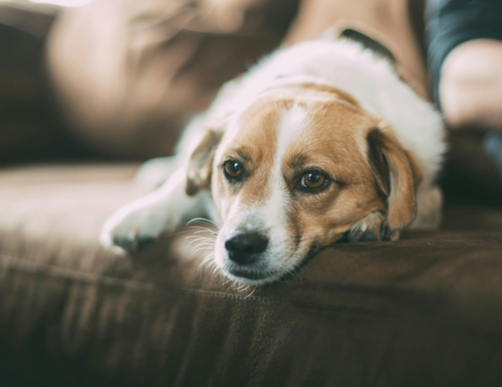 Cane sul divano