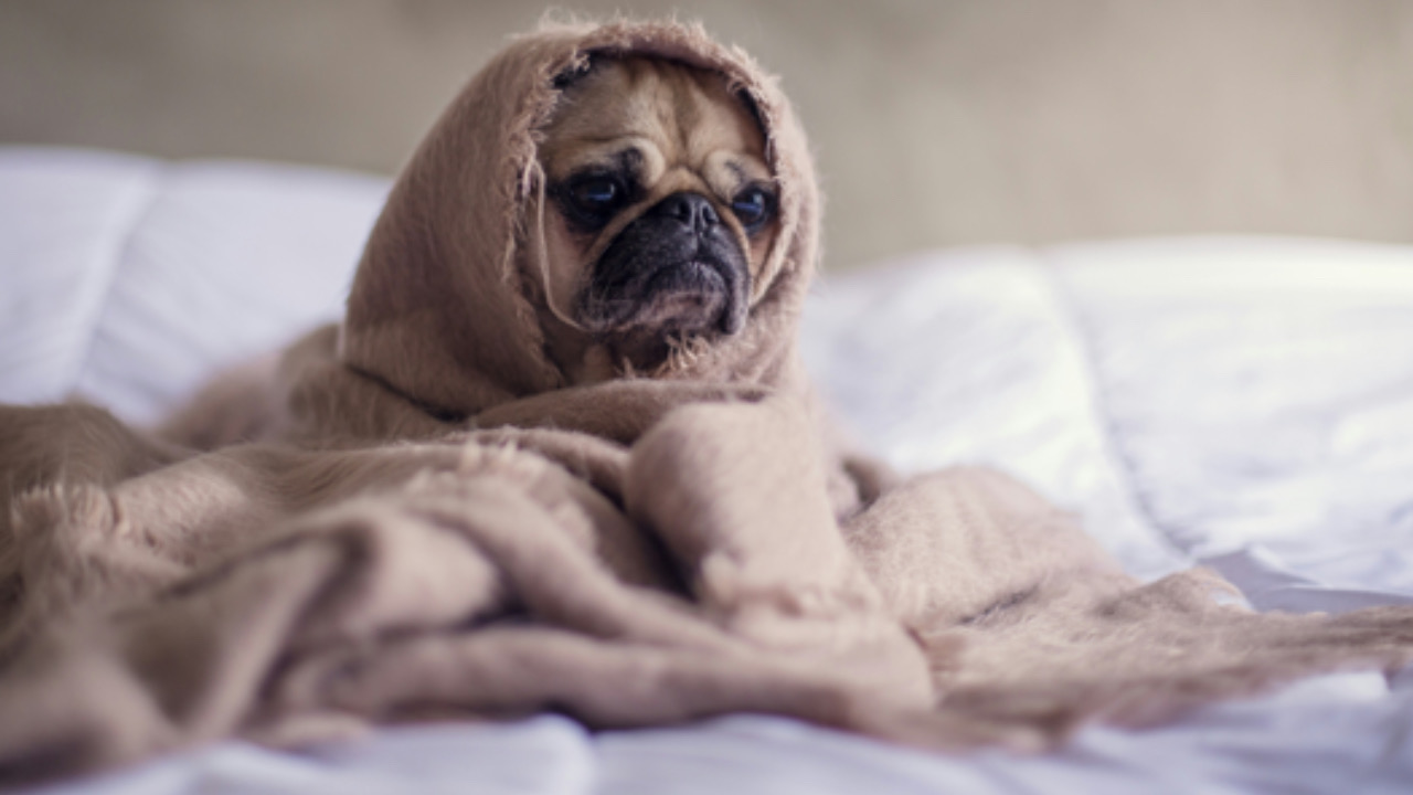 Cane nelle coperte