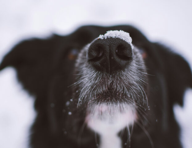 Cos’è il colpo di freddo nel cane e come si può prevenire?