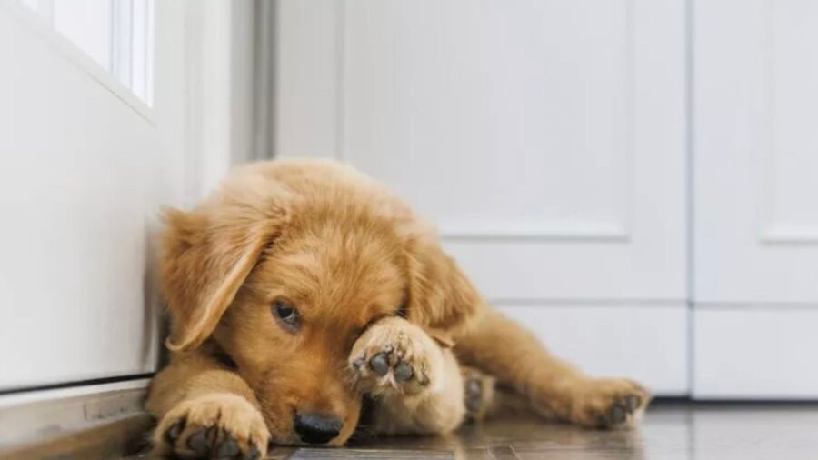 Cagnolino in casa