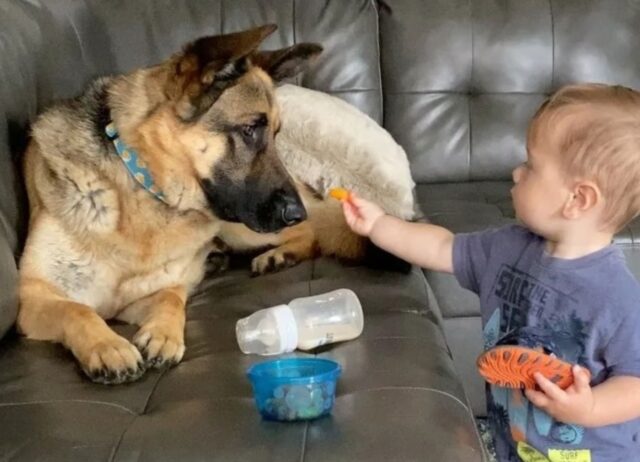 Dopo mesi di solitudine in canile il cane esprime tutta la gratitudine per aver trovato un luogo sicuro e pieno d’amore