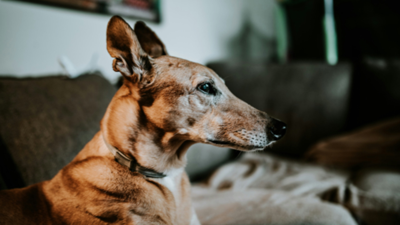 Cane guarda a lato