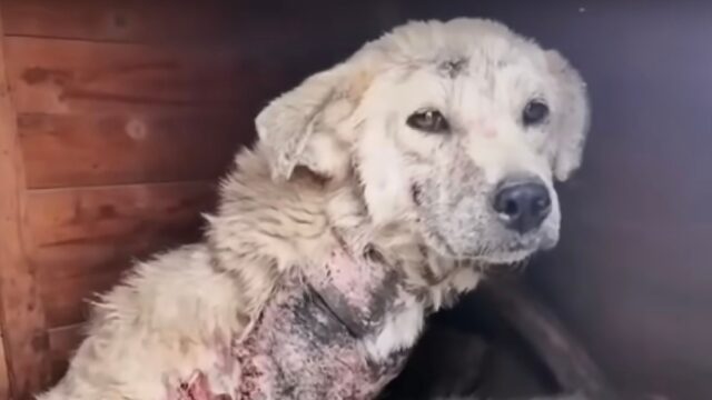 Hanno abbandonato i due poveri cani come spazzatura: non aspettavano altro che morire – VIDEO