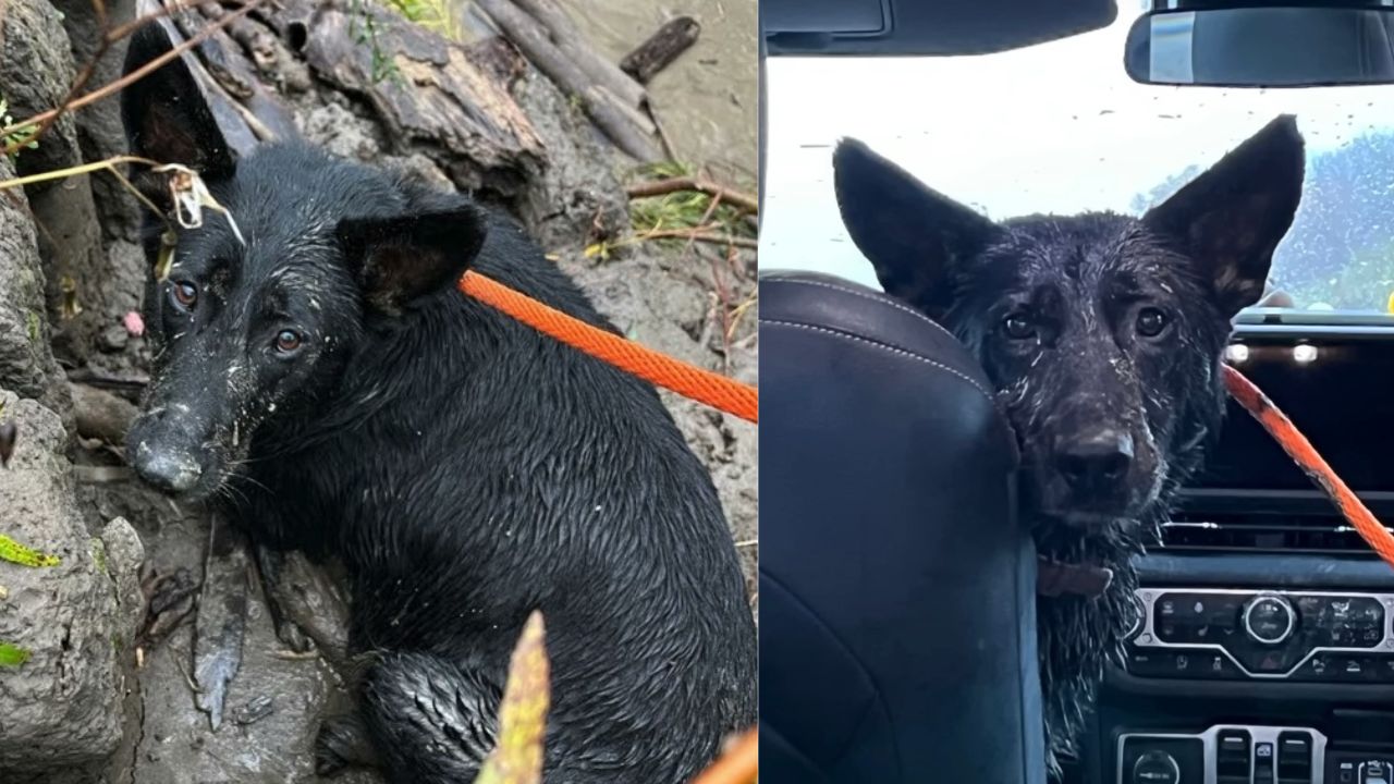 Cagnolina dal pelo nero viene messa al sicuro