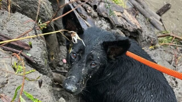 Hanno abbandonato questa cagnolina che era incinta: non si sono assolutamente preoccupati di lei – Video