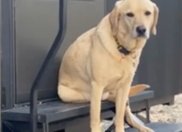 I padroni portano il cane in campeggio credendo che gli sarebbe piaciuto, ma la sua faccia dice tutto