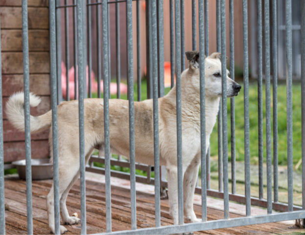 Il Ceo di un’importante associazione animalista spiega la verità su come i cani finiscono nei rifugi