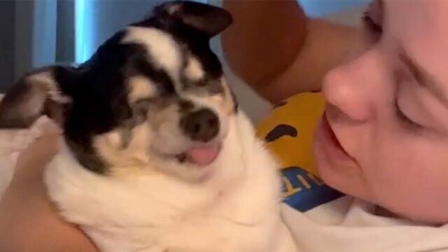 Il Chihuahua anziano e cieco ha una preferenza specifica per un membro della famiglia ed è adorabile – Video