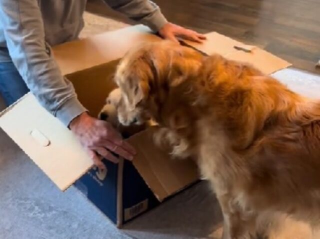 Il Golden Retriever anziano riceve qualcosa di speciale dopo aver perso il fratello: è pura tenerezza