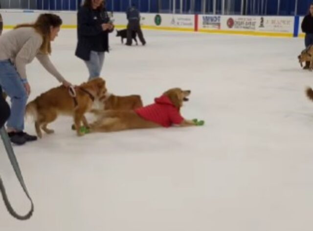 Il Golden Retriever prova a fare pattinaggio sul ghiaccio: il suo primo tentativo è tutto da ridere