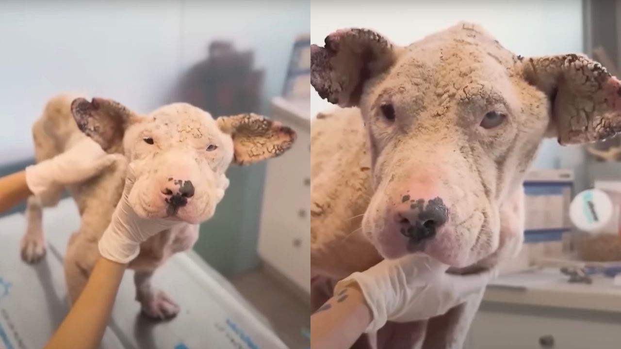 Cane con la pelle dura dal veterinario