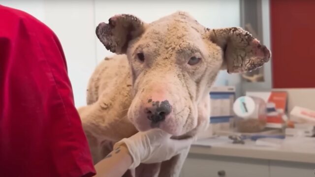 Il cane aveva ormai la pelle dura come la roccia e i minuti contati, ma anche per poco tempo dovevano salvarlo – VIDEO