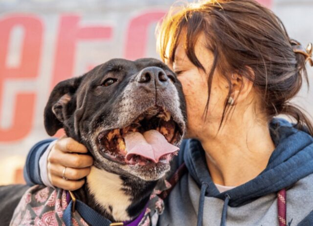 Il cane del rifugio impazzisce di gioia quando anche per lui arriva il momento di una festa super speciale