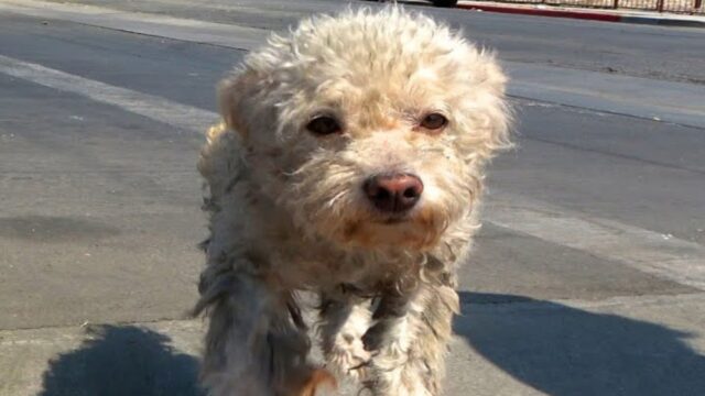 Il cane e la senzatetto avevano trovato un equilibrio commovente: condividevano tutto il loro cibo – VIDEO