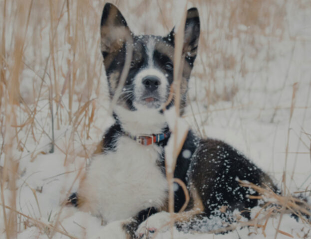 Il cane in inverno può ammalarsi? Cosa sapere sui rischi del freddo