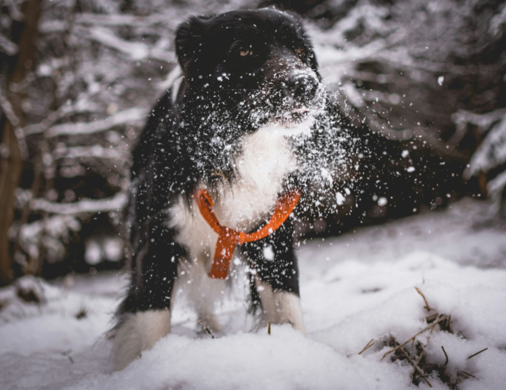 Cane si leva la neve