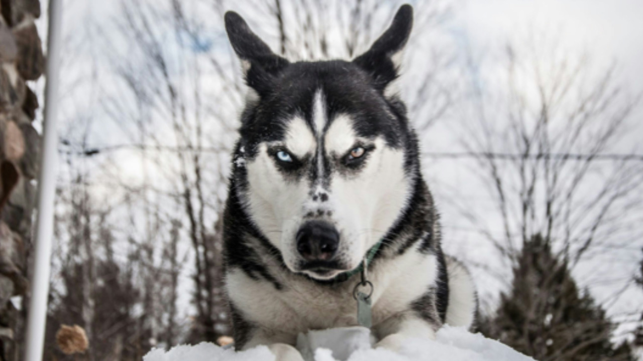 Cane guarda avanti