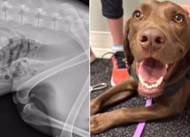 Il cane non stava bene, ma è stata la radiografia a rivelare cos’è successo davvero