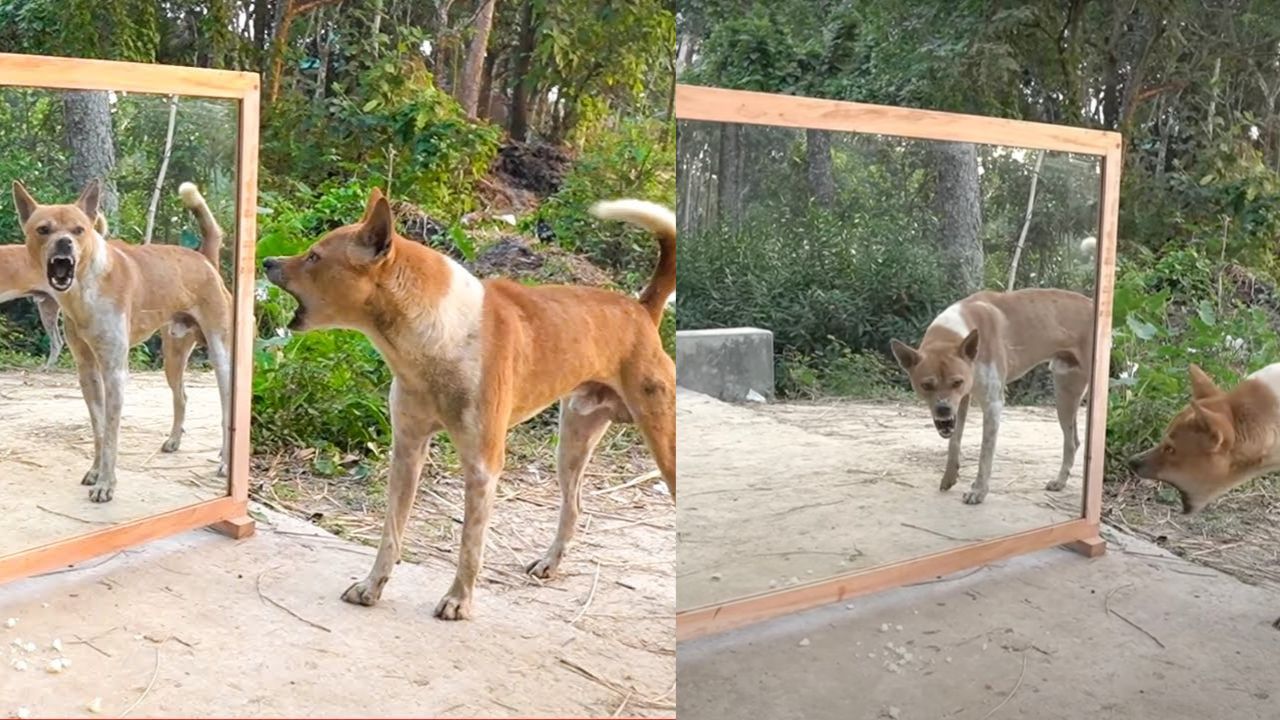 Cane si vede per la prima volta allo specchio