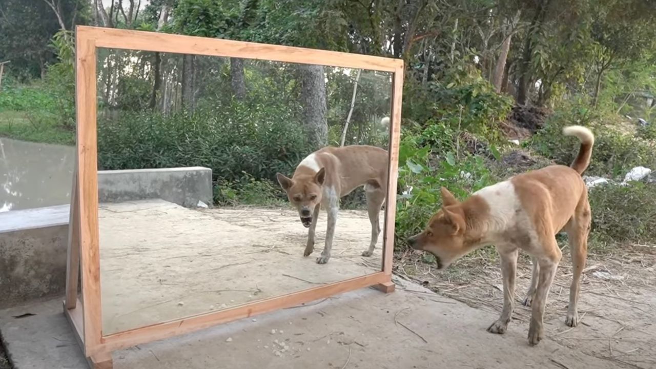 Cane ringhia al suo riflesso allo specchio