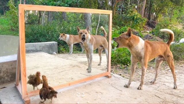 Il cane si vede per la prima volta allo specchio, ma non è felice di quello che gli appare davanti – VIDEO