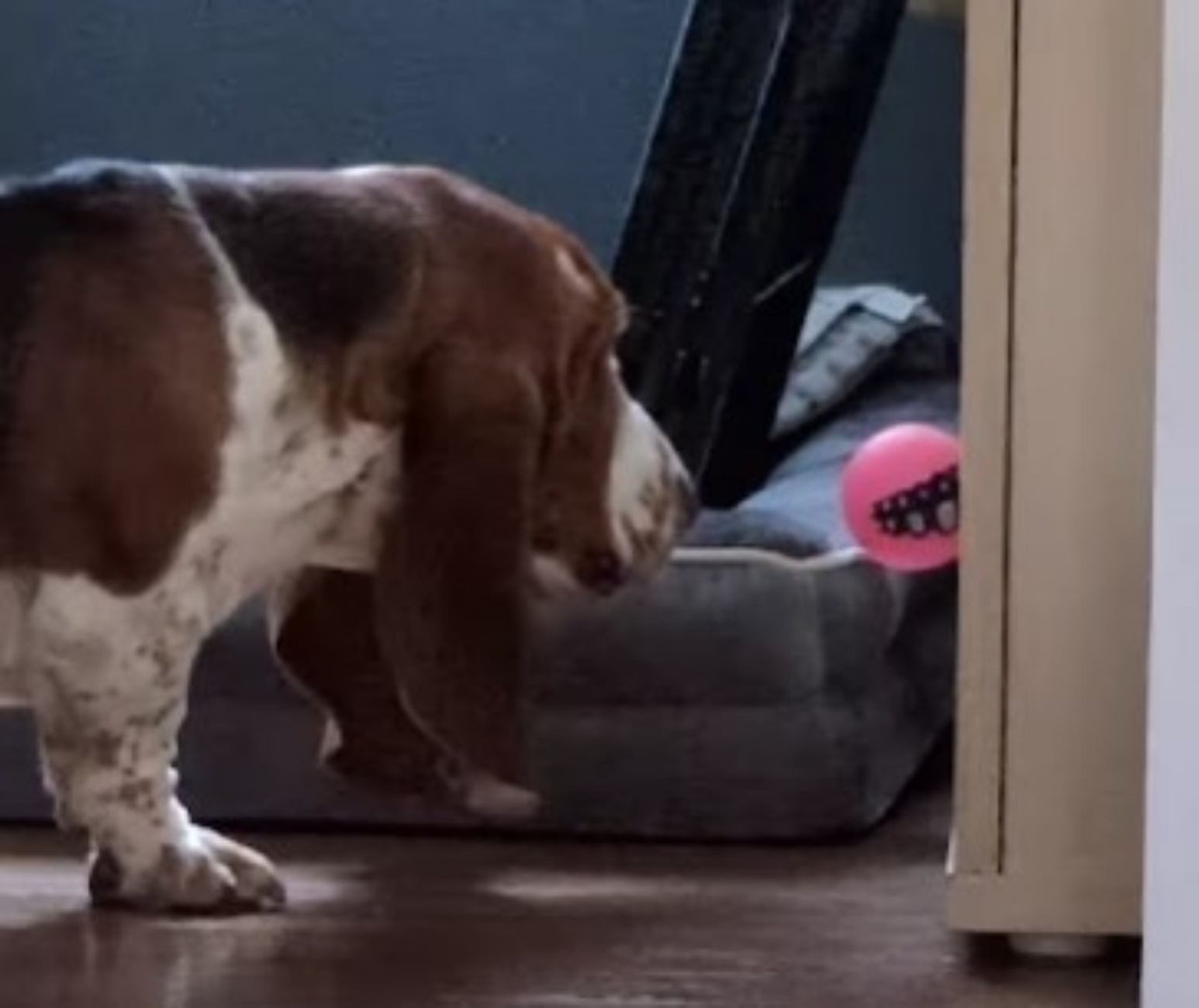 Basset Hound fa scenata drammatica