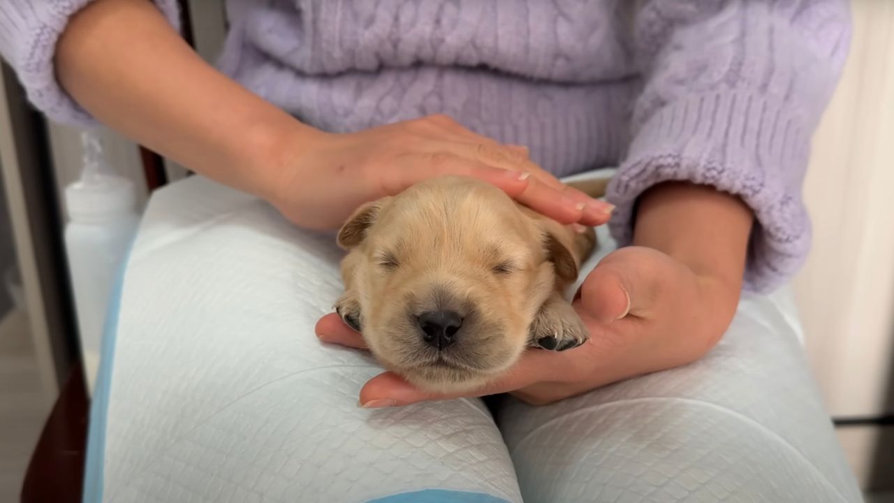 Piccolo Golden Retriever