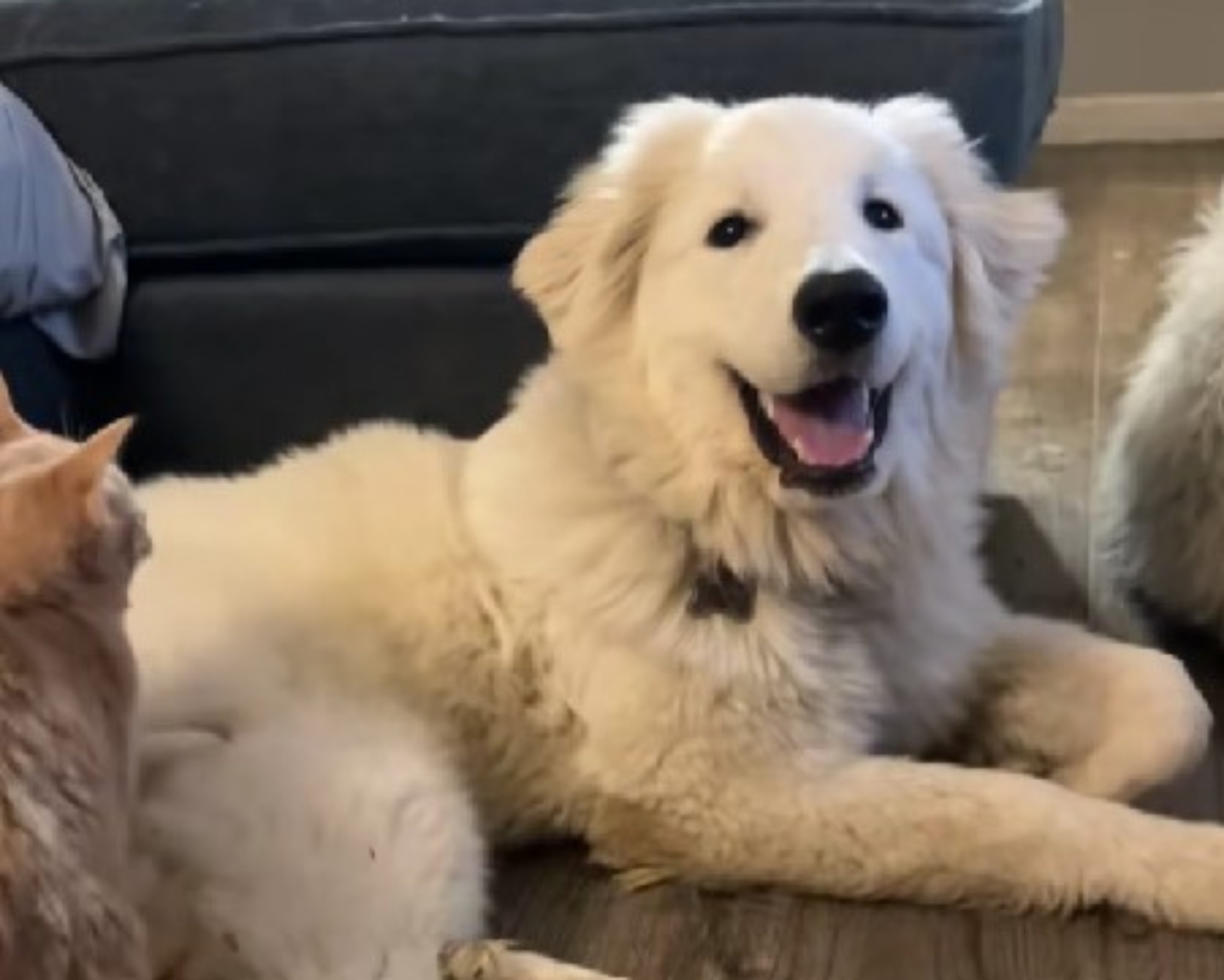 cucciolo di cane con gattino