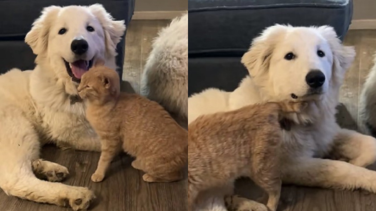 cucciolo di cane gioca con gattino