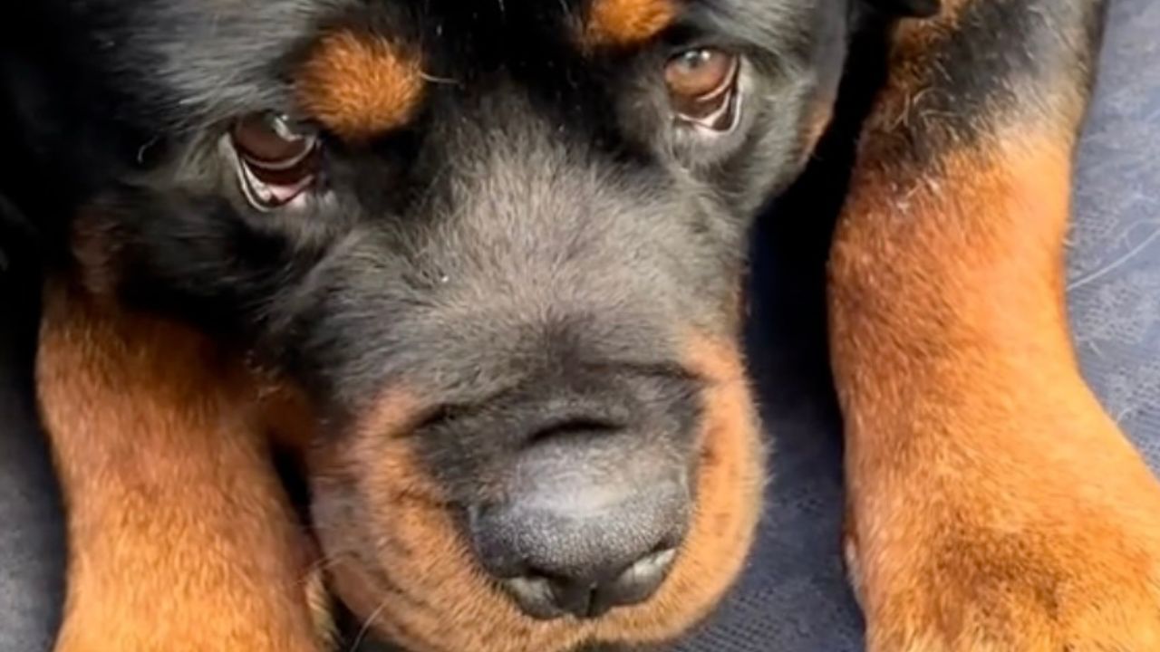 Rottweiler nascosto in auto