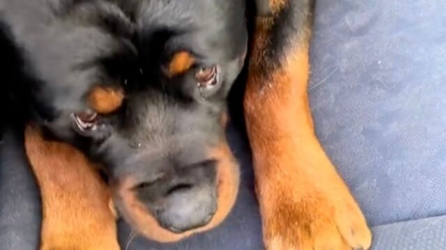 Il dolce Rottweiler è in lacrime dopo la “terribile” visita dal veterinario