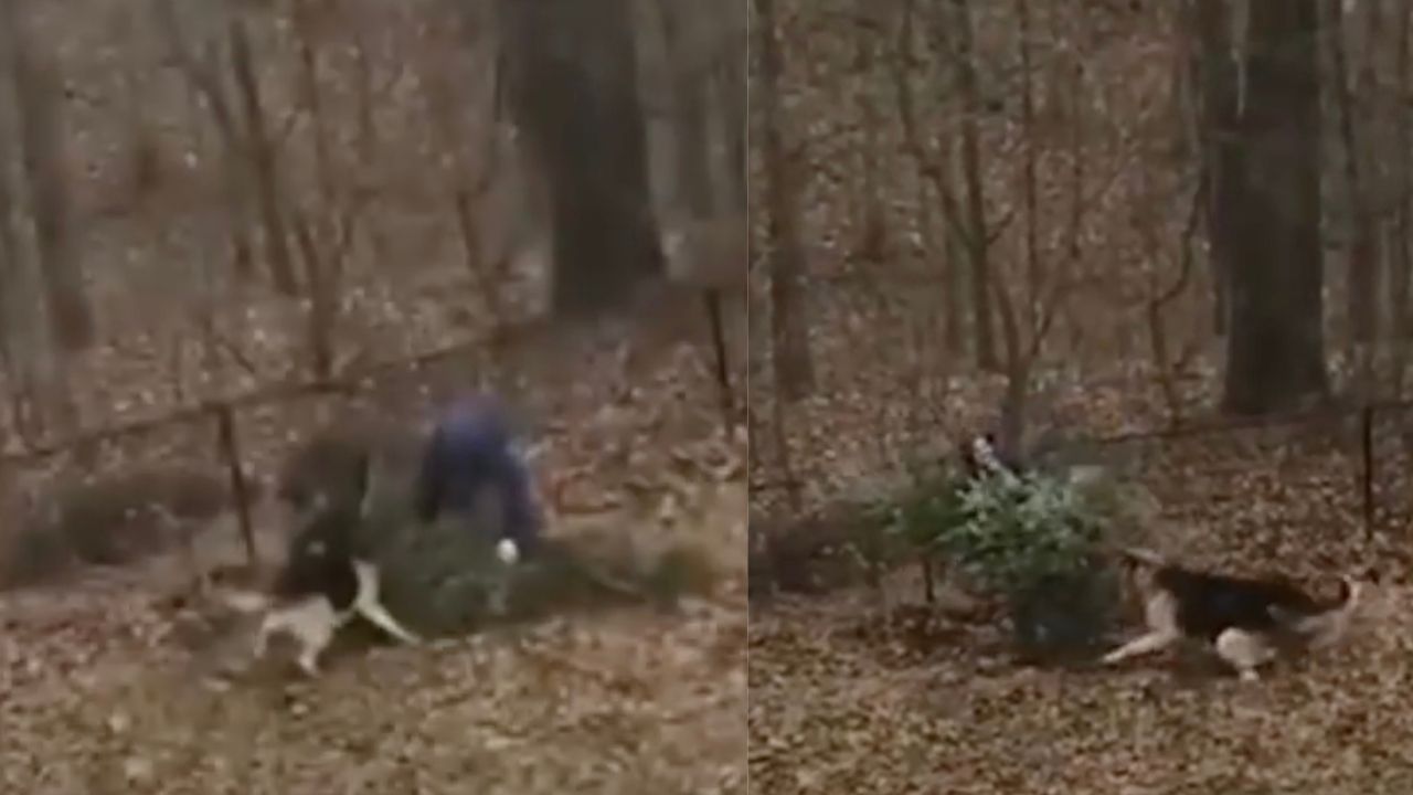 Cane prova a convincere il padrone a non buttare l'albero di Natale