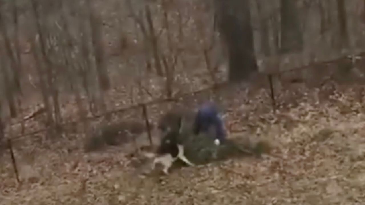 Cane si oppone alla decisione del padrone di buttare l'albero di Natale