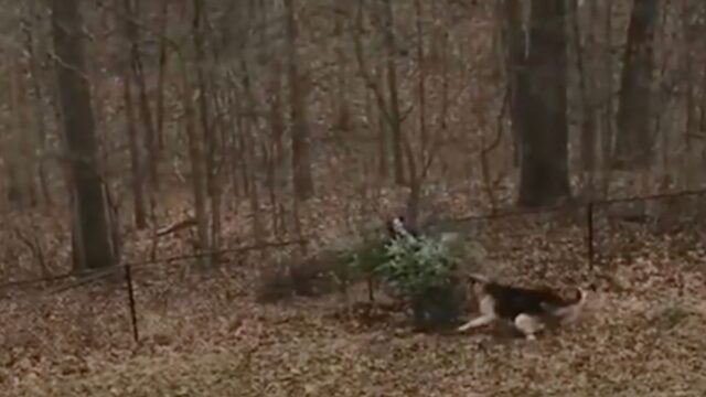 Il padrone decide di buttare via l’albero di Natale ma no, il cane non è affatto d’accordo – VIDEO