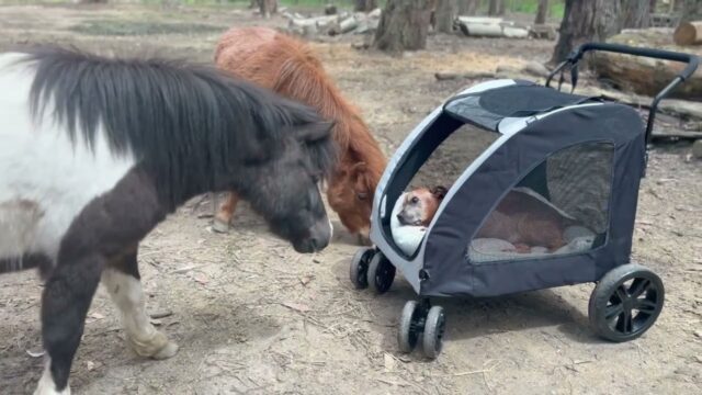 Il padrone di questo cane ha deciso di fargli dire addio a tutti gli animali che ha contribuito a far stare meglio – Video