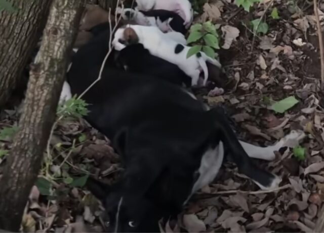 Il povero cane era ormai troppo debole per muoversi nel bosco, si stava lasciando andare