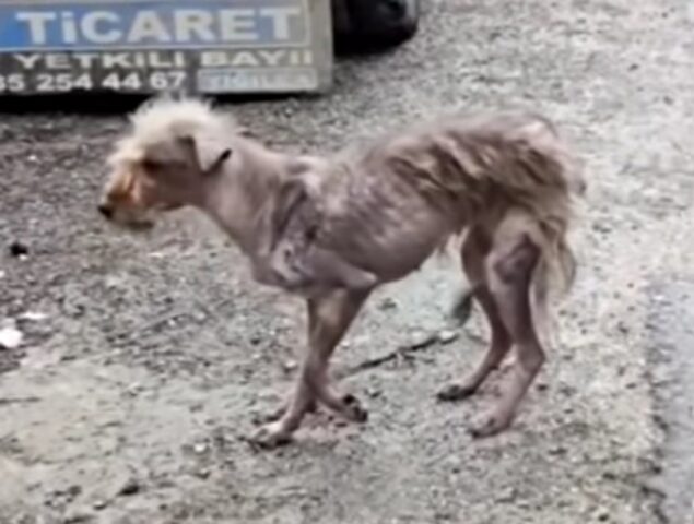 La cagnolina veniva sempre scacciata e viveva nella paura: credeva che non sarebbe mai stata amata – VIDEO