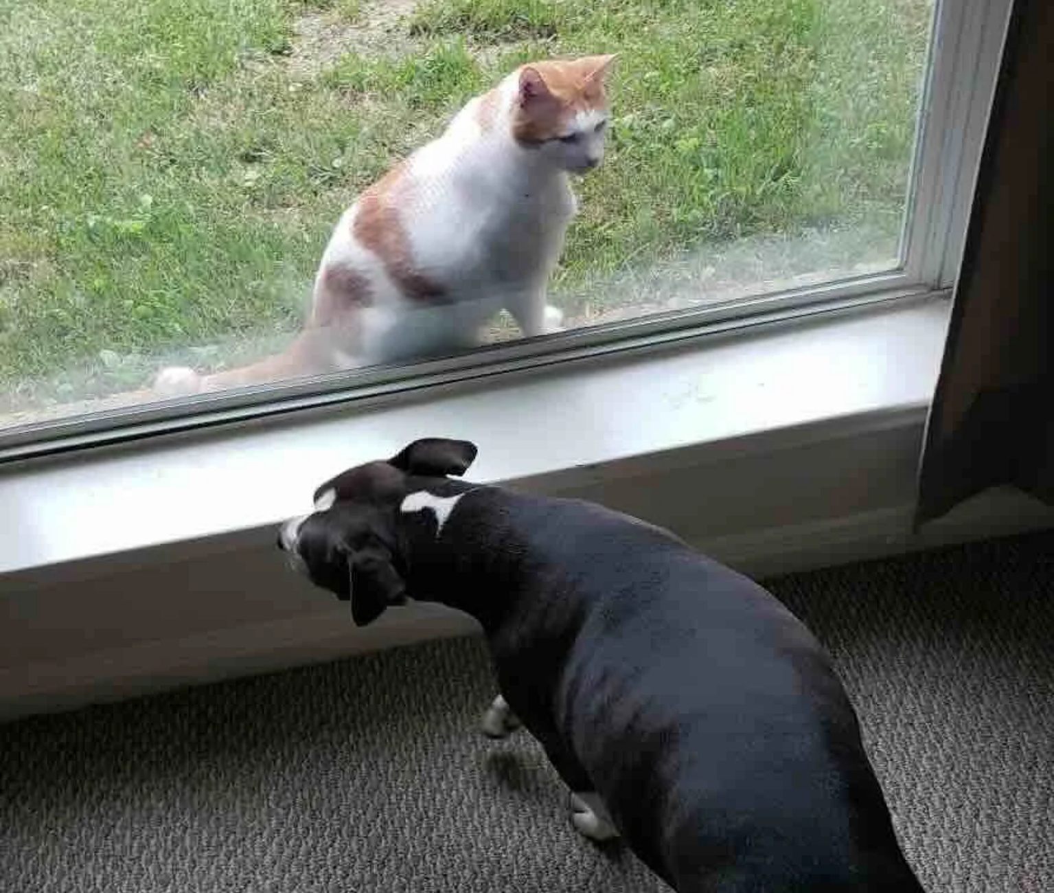 cagnolona salvata e gatto randagio