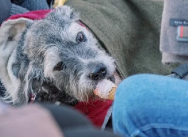 La donna chiede ai vicini una cosa commovente: rendere speciale l’ultimo giorno di vita del suo cane anziano