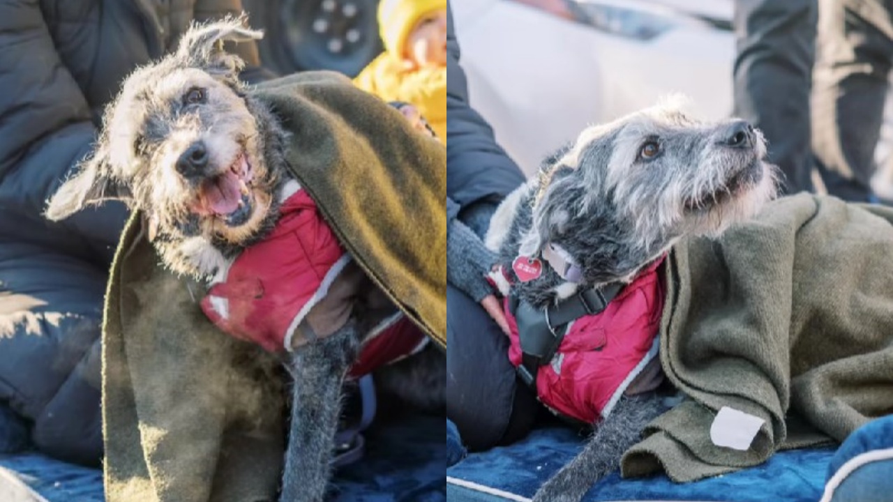 ultimo giorno di vita del cane anziano