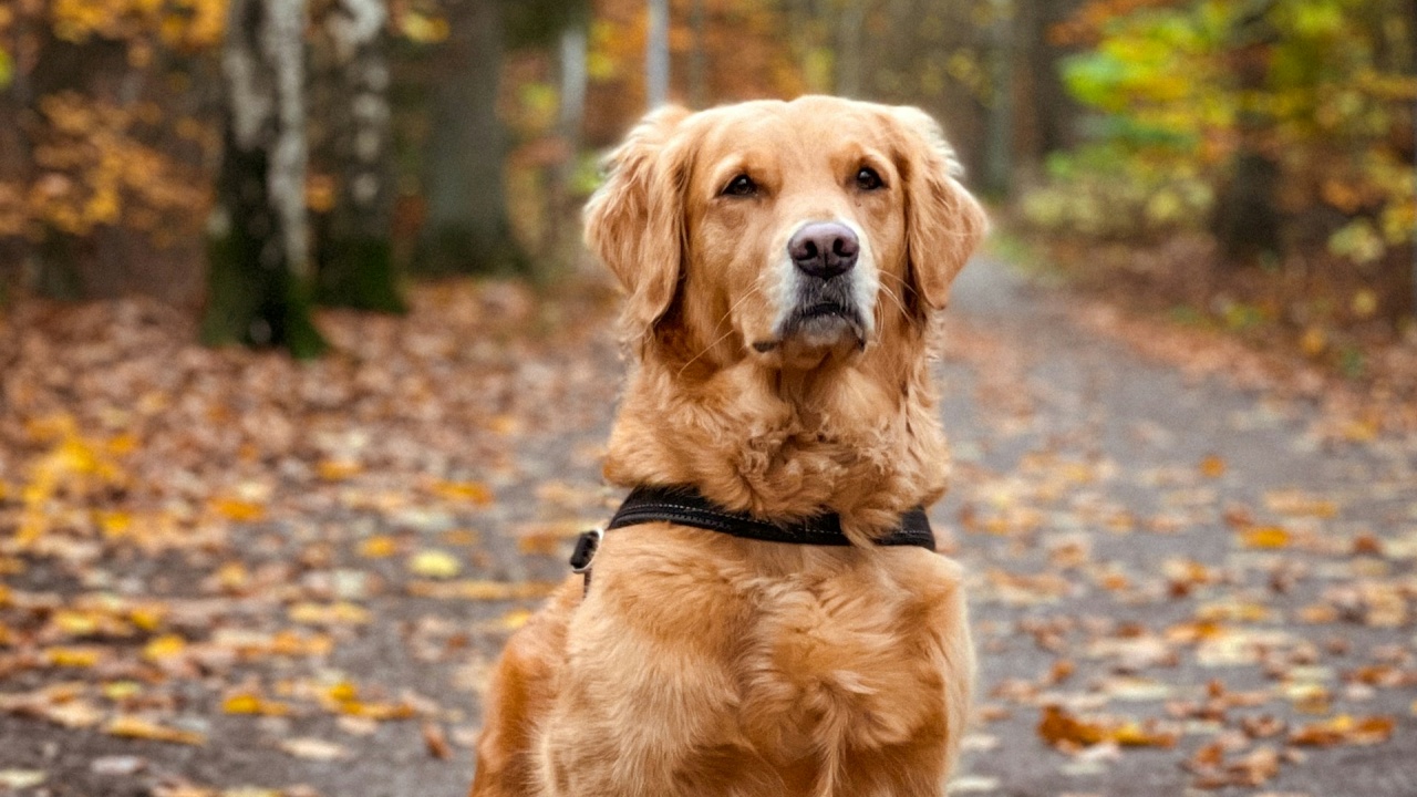 cambiare nome al cane