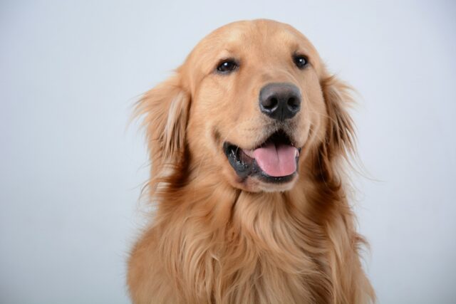 La donna chiede alla sorella di cambiare il nome al suo cane: il motivo fa discutere tutti