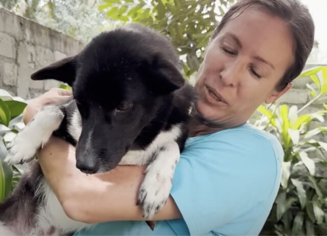 La donna soffre quando capisce che i poveri cuccioli di cane sono stati lasciati senza la mamma