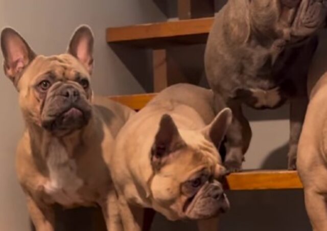 La famiglia di Bulldog Francesi disapprova l’invasione di un nuovo “ospite” entrato in casa loro