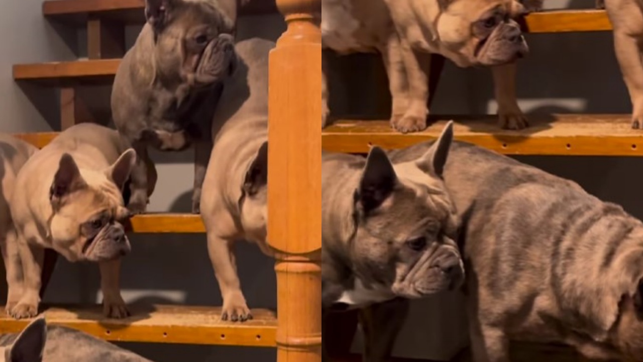 nuovo ospite rifiutato da famiglia di Bulldog Francesi