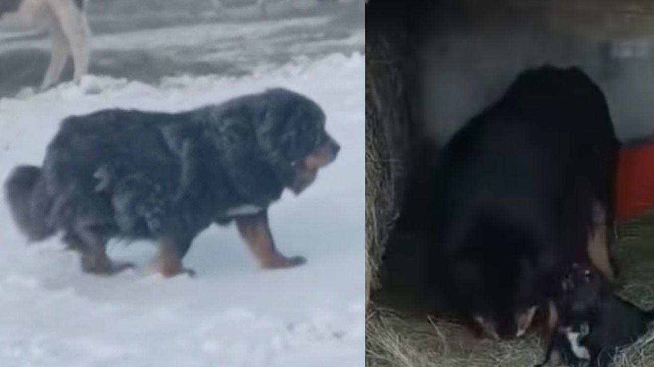 Cagnolina incinta viene salvata dal freddo