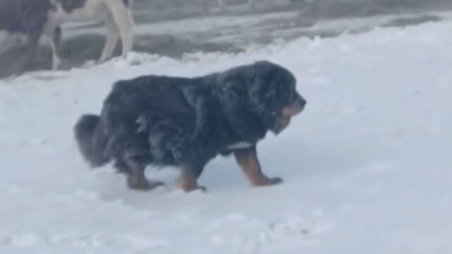 La povera cagnolina incinta ha a lungo camminato in mezzo alla tormenta di neve: era sfinita – Video